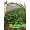 Suntoday scientific names of vegetables F1 Organic water plant extract organic russian in india bulgaria coriander seed(A43001)